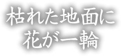 枯れた地面に花が一輪